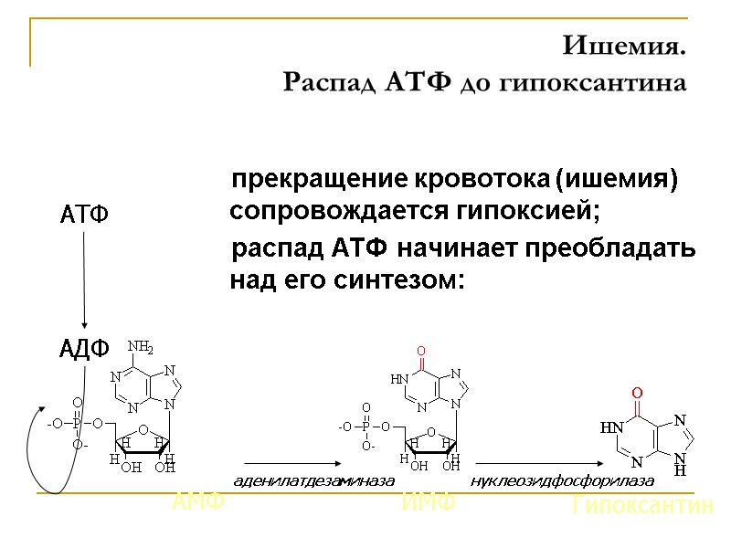 Ишемия.  Распад АТФ до гипоксантина     прекращение кровотока (ишемия) сопровождается